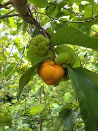 Leaf boat Vate Huli Dry Chips 200 GM Artocarpus Lakoocha Lakucha Monkey Jack